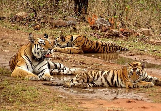 best time to visit panna