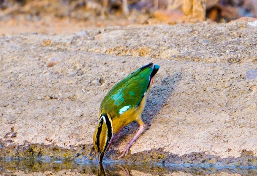 birdswatching in panna