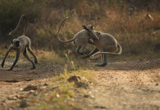 fauna in panna