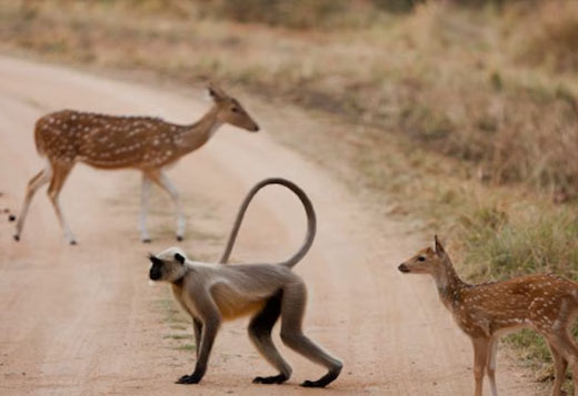 panna fauna
