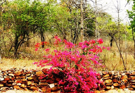 flora in panna