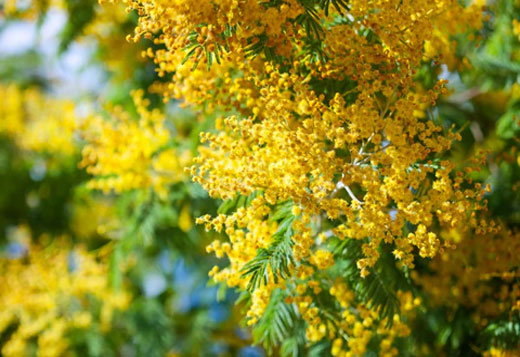 panna flora