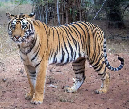 panna safari