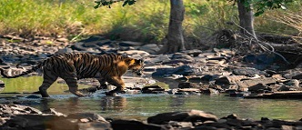 panna wildlife safari