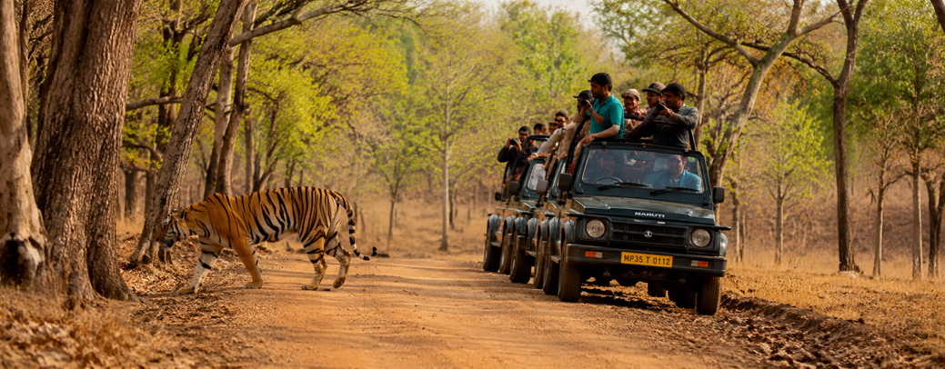 panna summer safari 