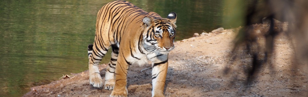 panna tiger tour
