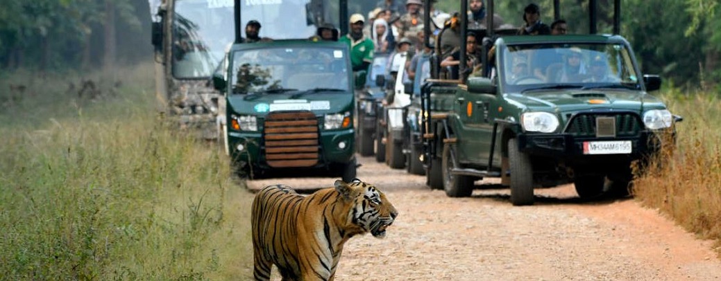 panna safari tour