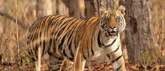 bandhavgarh fort