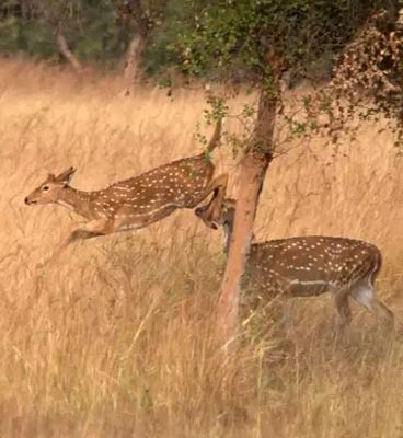 fauna in panna