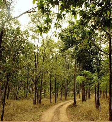 panna flora