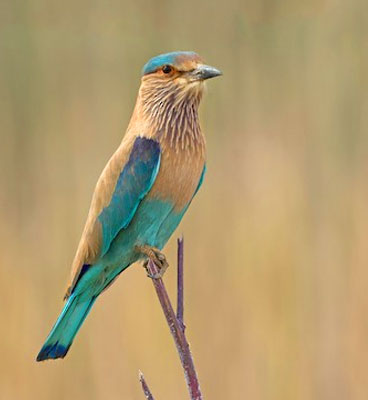 bird in panna