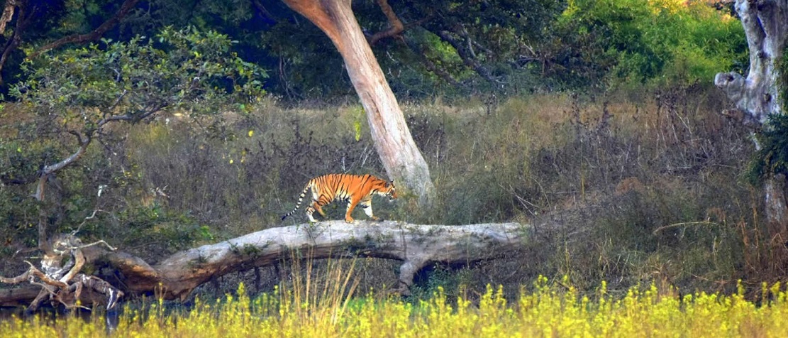 Plan a 4-Day Trip to Panna National Park and Chitrakoot