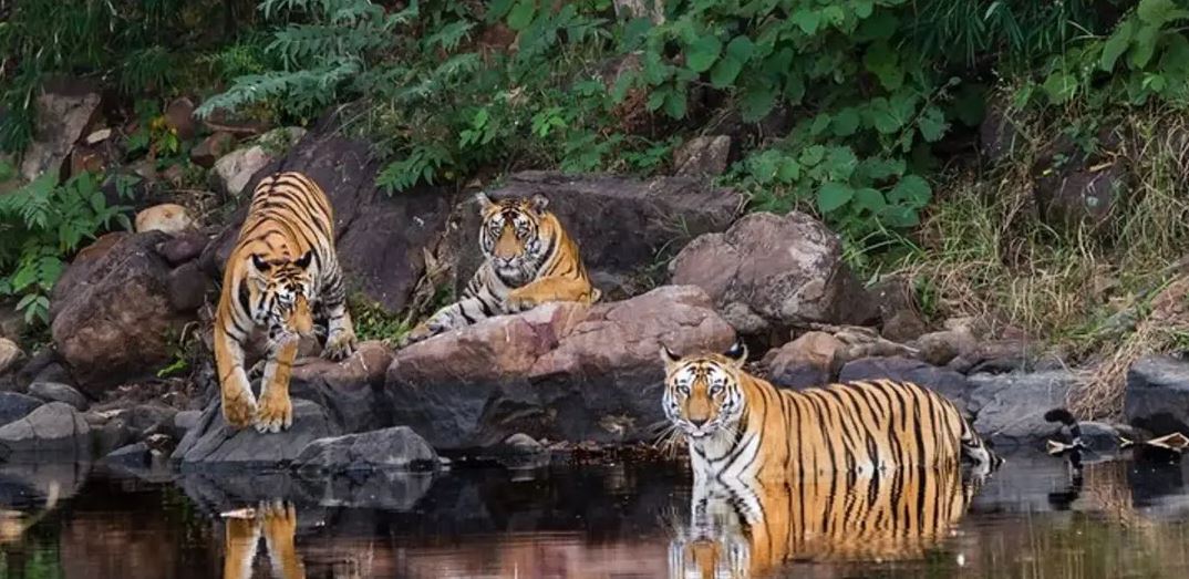 Panna Wildlife Tour in February: A Perfect Winter Escape for Nature Lovers