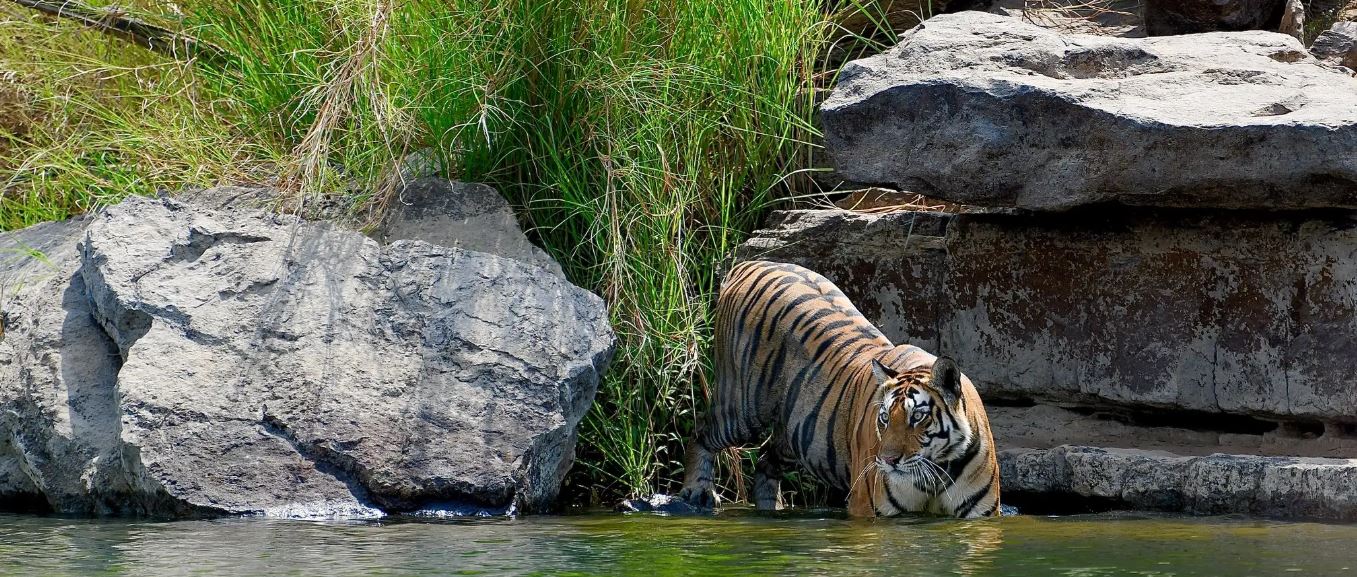 Why NTCA Prohibits Naming Tigers in Indian National Parks?