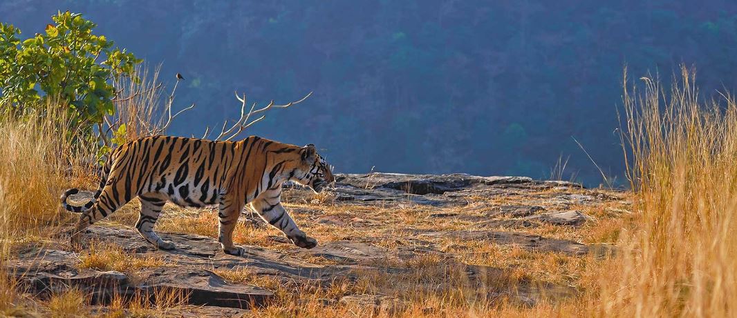 Unveiling the Mysteries of Madhya Pradesh's Wildlife Sanctuary