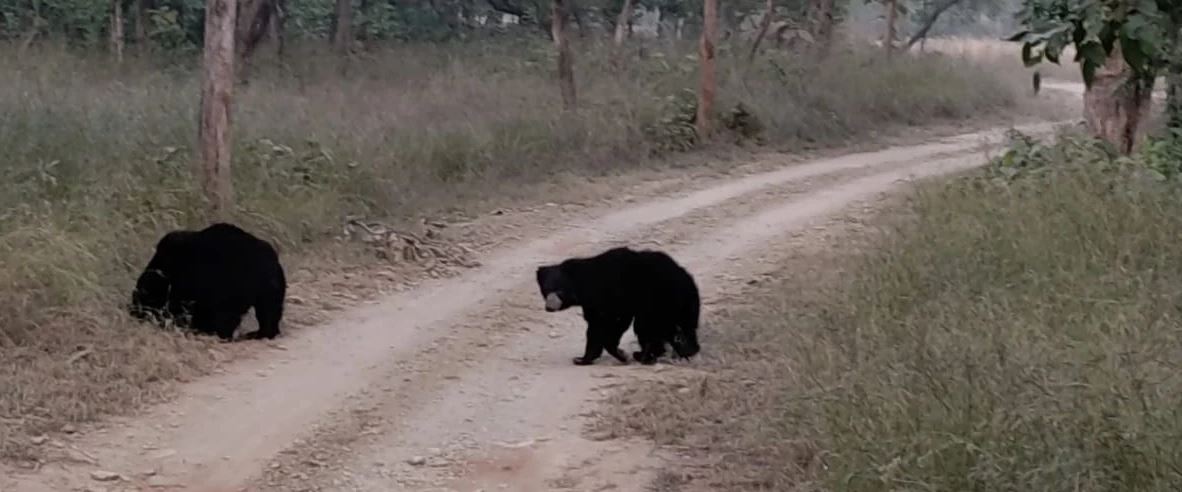 Encounter with the Sloth Bear: Exploring Panna National Park