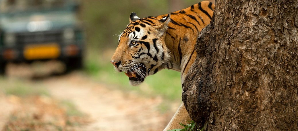 Best Experience to Have in Panna National Park
